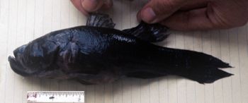 Media type: image; Ichthyology 52513